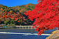 嵐山　渡月橋　紅葉　高画質画像