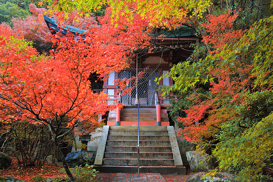 紅葉紅葉 比叡山の紅葉(滋賀県) ｜紅葉名所2025