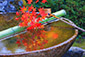 圓光寺　手水鉢　紅葉