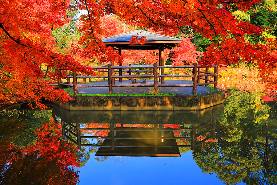 府立 植物園 京都 京都府立植物園花菖蒲見ごろ2021（5月下旬～6月中旬頃）