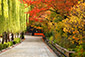 祇園白川　紅葉　画像
