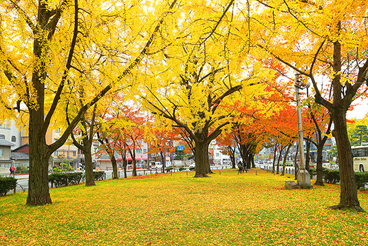 東本願寺　紅葉