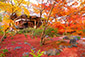 京都　宝筐院　散り紅葉