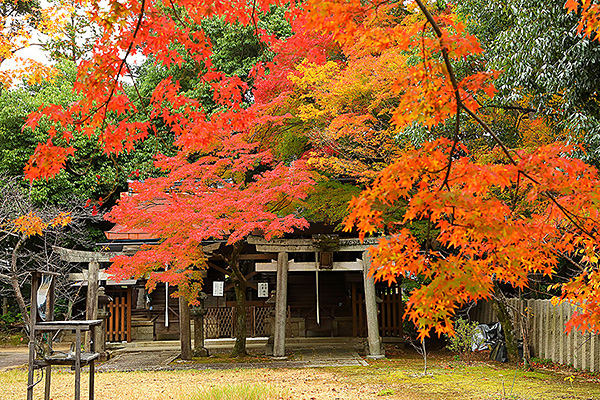 �V���g�_�{�@�g�t�@�ʐ^