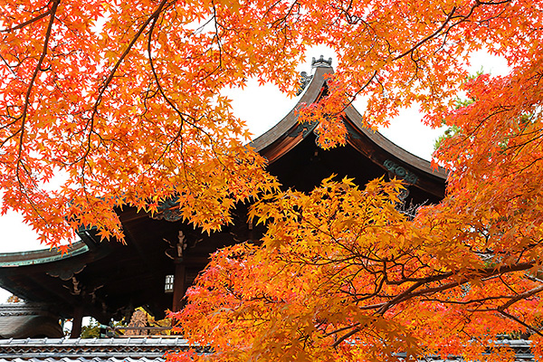 �V���g�_�{�@�g�t�@�摜