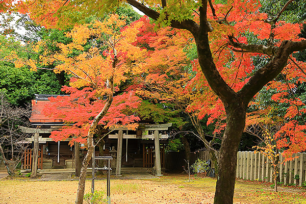 �V���g�_�{�@�g�t�@���掿�摜