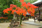 京都　今宮神社　紅葉