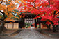 今宮神社　紅葉　高画質写真
