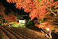 神護寺　紅葉　ライトアップ　画像