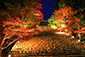 京都　神護寺　紅葉　ライトアップ