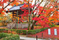 京都　金閣寺の紅葉
