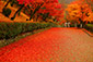 清水寺　散り紅葉　画像
