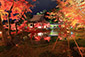 高台寺　紅葉　ライトアップ　写真