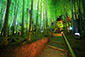 高台寺の竹林　ライトアップ