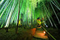 高台寺　ライトアップ　竹林の小径