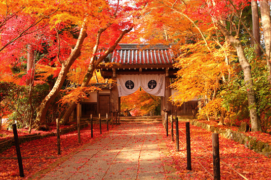 光明寺　紅葉