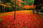 高桐院　紅葉　高画質画像
