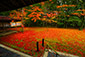高桐院　紅葉　高画質画像