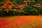 高桐院　散り紅葉