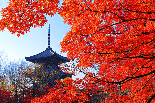 京都紅葉　画像