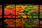 京都紅葉写真