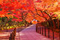 京都　紅葉　高画質写真