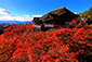 京都絶景紅葉