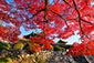 京都　紅葉　画像