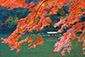 京都紅葉名所　嵐山の紅葉
