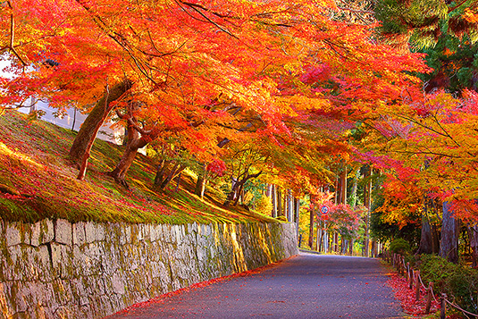 ֎@@gt@摜