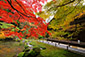 南禅院　紅葉　高画質　画像