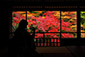 瑠璃光院　京都紅葉旅行