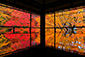 京都　瑠璃光院　紅葉　旅行　ツアー