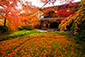 京都　瑠璃光院　散り紅葉