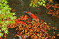 瑠璃光院　鯉　紅葉