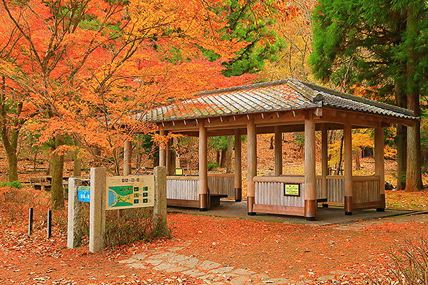 �󂪒r�����@�g�t�@�ʐ^