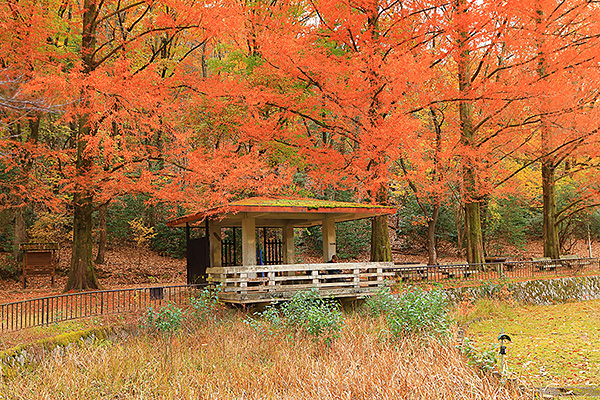 �󂪒r�����@�g�t�@�摜