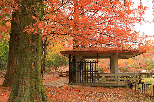 �󂪒r�����@�j�t���@���^�Z�R�C�A