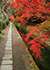 京都　哲学の道　紅葉写真