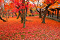 東福寺　散り紅葉