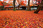 東福寺　散り紅葉　画像