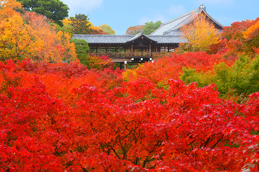 東福寺 紅葉