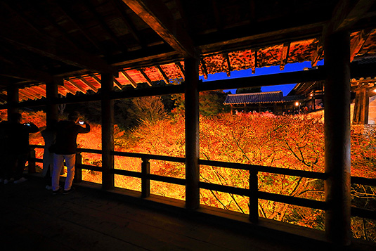 東福寺　紅葉　ライトアップ　写真