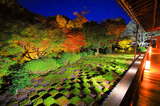 東福寺　紅葉　ライトアップ　画像