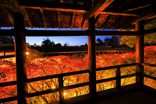 東福寺の紅葉ライトアップ