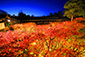 東福寺紅葉ライトアップ　画像