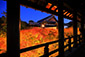 東福寺　紅葉ライトアップ　写真