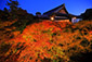 東福寺　紅葉ライトアップ　画像