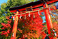 宇治上神社の紅葉画像