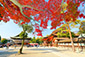 八坂神社　紅葉　高画質画像